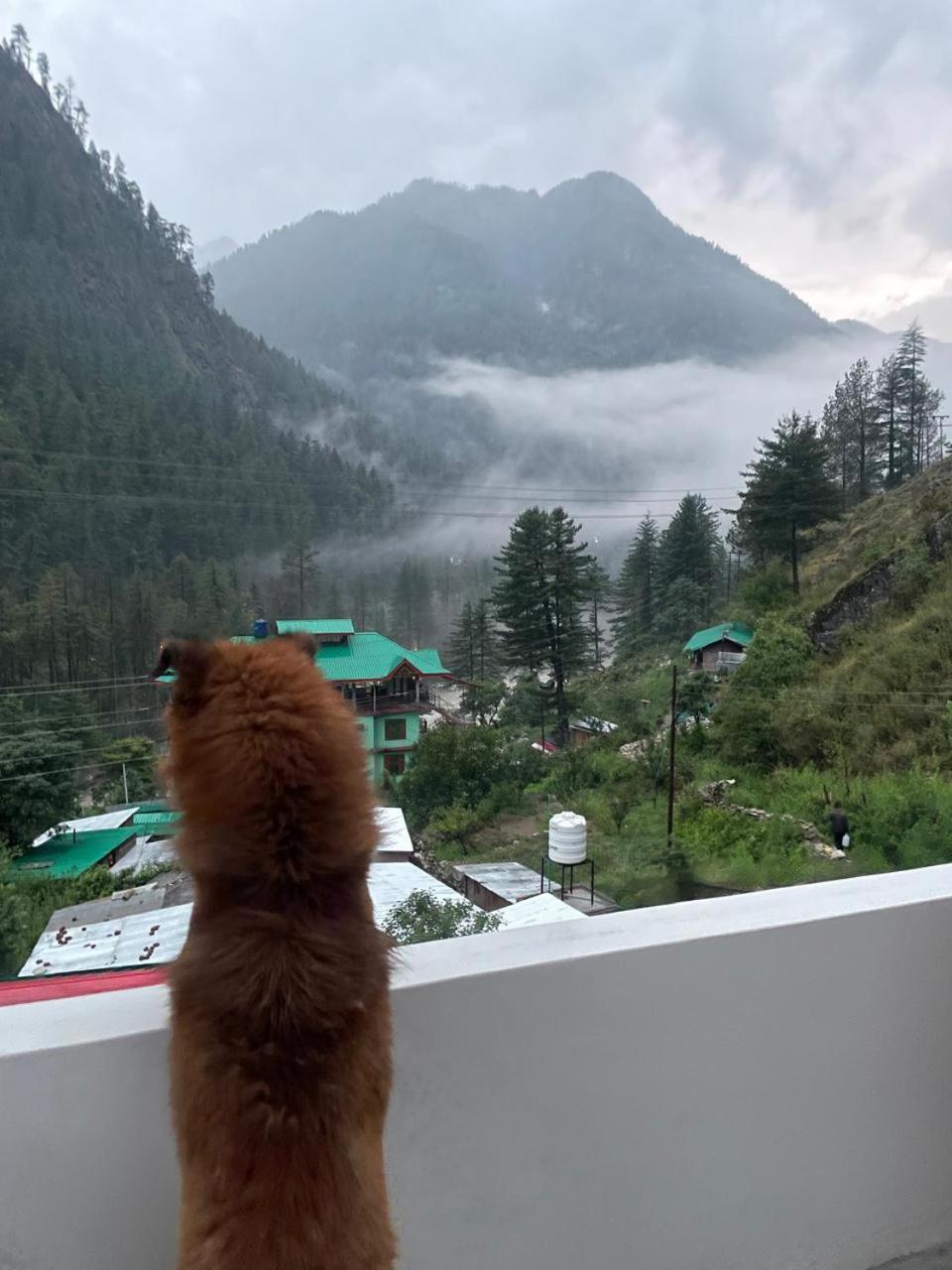 Trippy Homestay Kasol Exterior photo